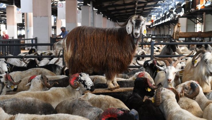 Bursa Osmangazi’de kurban kesim noktaları belli oldu