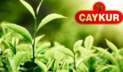 ÇAYKUR 213 bin ton yaş çay aldı