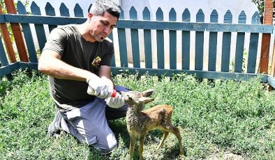 Doğal Yaşam Parkı’nın sevimli misafiri biberonla besleniyor