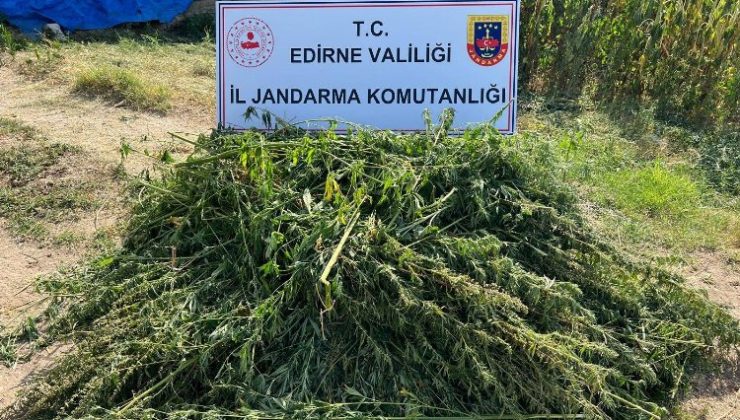 Edirne’de kaçak kenevir tarlası ele geçirildi