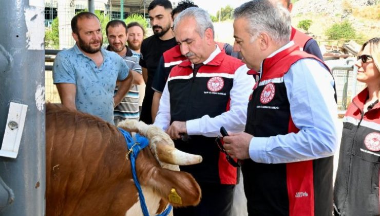 İzmir hayvan pazarları Kurban Bayramı’na hazır