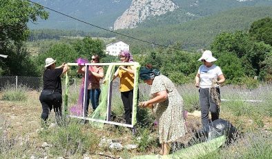 Kemer’de lavanta tanıtım etkinlikleri başlıyor