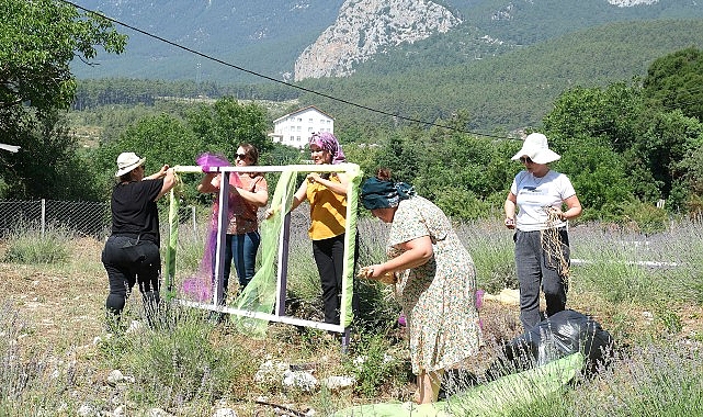 Kemer’de lavanta tanıtım etkinlikleri başlıyor