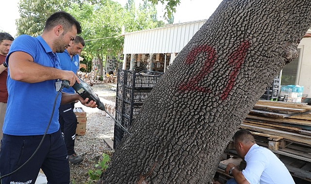 Muğla’da İlk Defa Görülen Turunçgil Uzun Antenli Böceği ile Mücadele