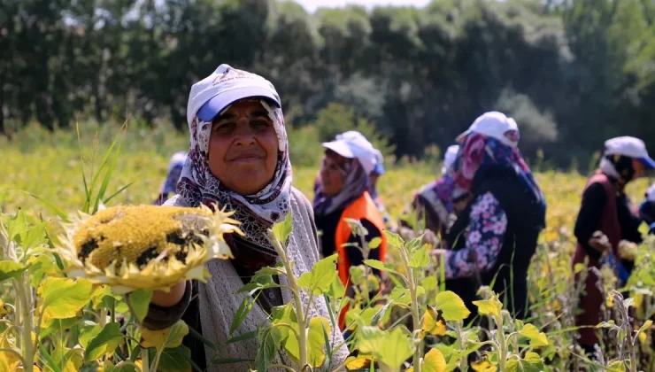 Ayçiçeği hasadı başladı ama çiftçiler verimi alamıyor!