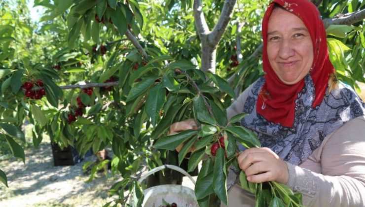 Bursa Keles Kirazı’nda ilk hasat etkinliği