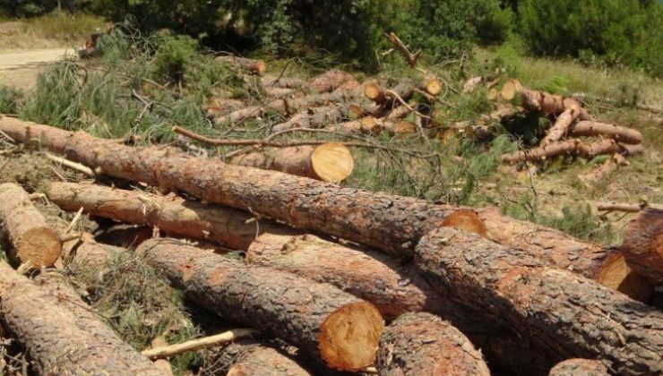 Bursa Kent Konseyi yüzlerce ağacın kesildiği Kestel’den seslendi: Ormanlarımız tarla değil!