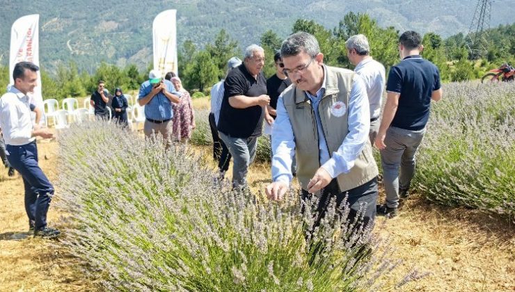 Bursa Orhaneli lavanta kokuyor