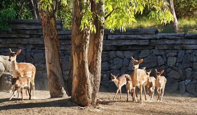 İzmir Doğal Yaşam Parkı’nın en yeni üyesi Kakadu papağanı ailesinin 15 yıl sonra ilk yavrusu dünyaya geldi