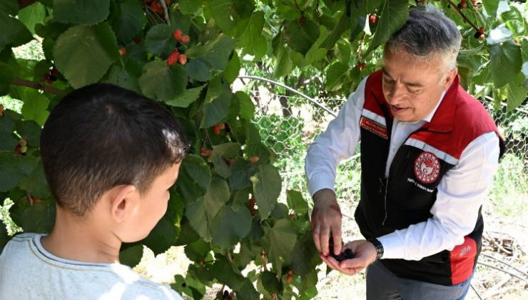 İzmir Tire’de karadut hasadı