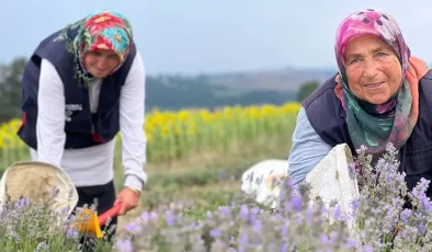 Kocaeli’de mor tarlalarda lavanta hasadı başladı