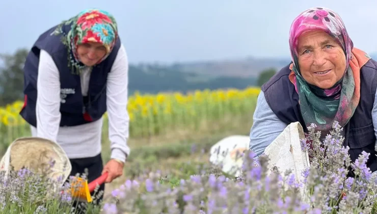 Kocaeli’de mor tarlalarda lavanta hasadı başladı