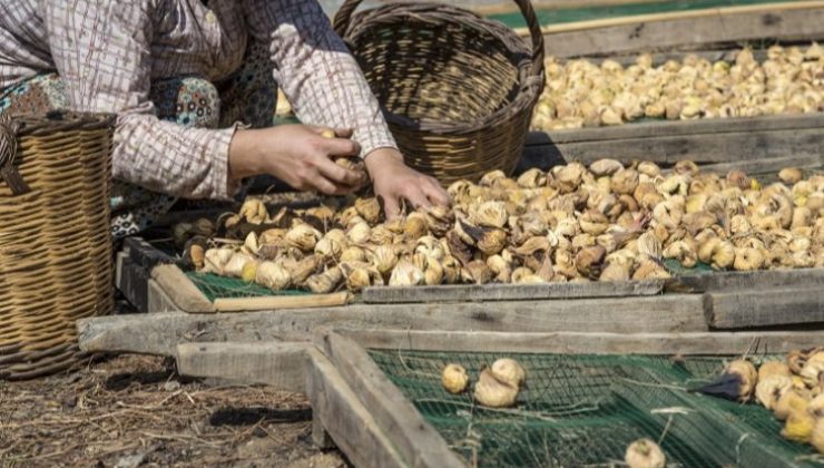 Kuru meyve ihracatında miktar düştü, döviz getirisi yükseldi