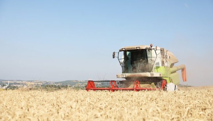 Nilüfer’de yerel tohumdan üretilen buğday hasadı başladı