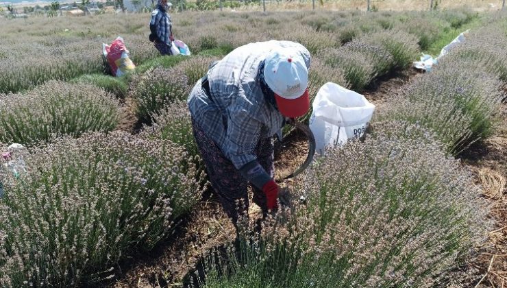 Siğilli Lavanta Bahçesi’nde 4.hasat dönemi başladı