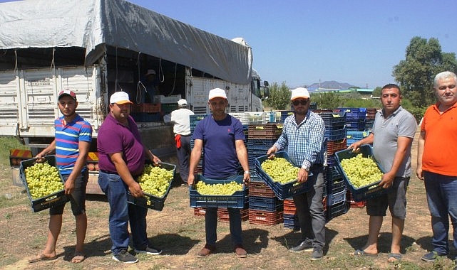 Superior Seedless çeşidi sofralık üzümün ihracat yolculuğu 11 Temmuz’da başladı