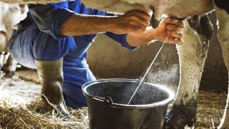 Ticari süt işletmeleri milyon tonu aşkın inek sütü topladı