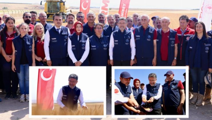 Yerli ve milli buğday çeşitlerine hasat