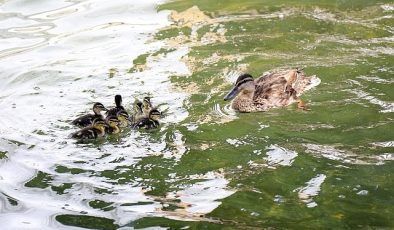 Ankara’nın simgelerinden Kuğulu Park’ta 8 yavru ördek daha suyla buluştu