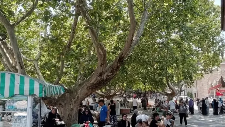 Bursa’da çınar ağaçları serinlemek için en güzel yol