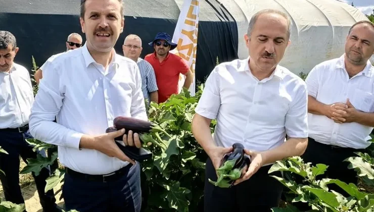 Bursa’da patlıcan hasadı başladı