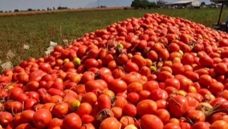 Bursa’da salça sezonu sürüyor