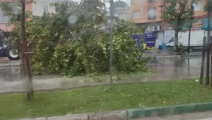 Bursa’da şiddetli yağış ağacı devirdi