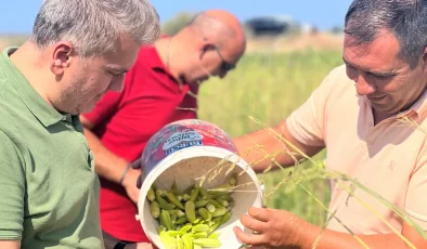 Canbey’den Balıkesir’de bamya hasadı