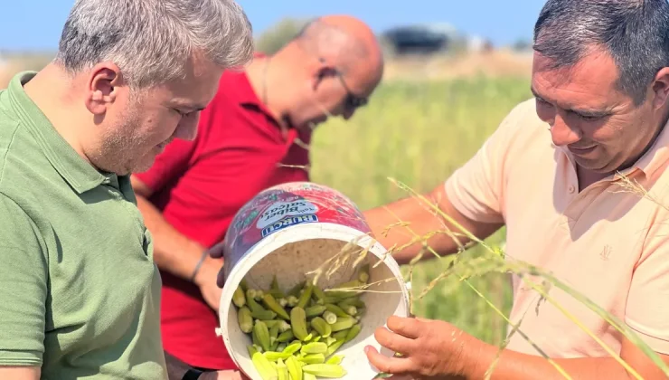 Canbey’den Balıkesir’de bamya hasadı