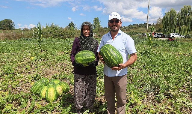 Coğrafi işaretli Kandıra karpuzunda hasat zamanı