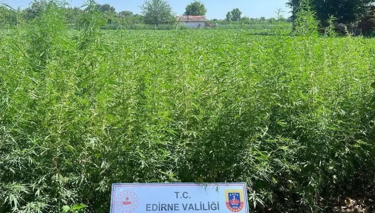 Edirne Jandarması’ndan 6 bin kök kenevir!