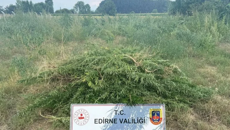 Edirne Keşan’da 3 bin kenevir bitkisine imha