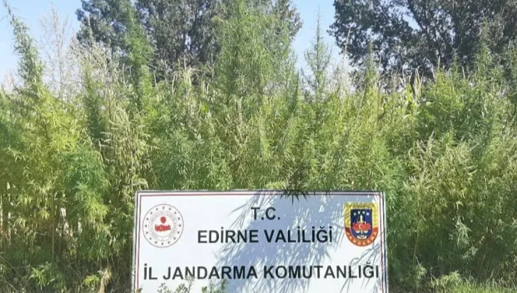 Edirne’de 159 bin kök kenevir ele geçirildi