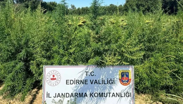 Edirne’de 49 bin 500 kök kenevire imha