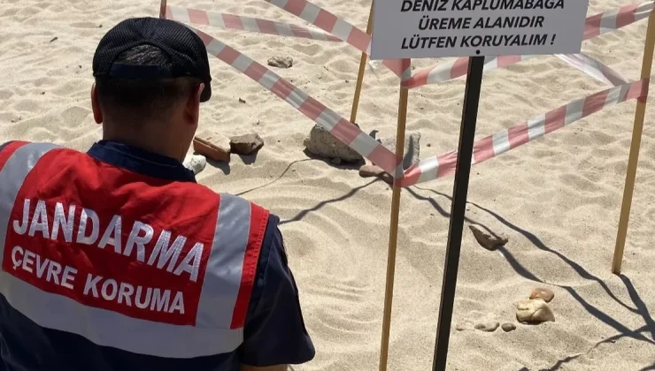 Edirne’de kaplumbağalara Jandarma’dan özel koruma