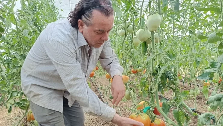 Hobi amaçlı kurduğu serada kavun boyunda domates üretiyor