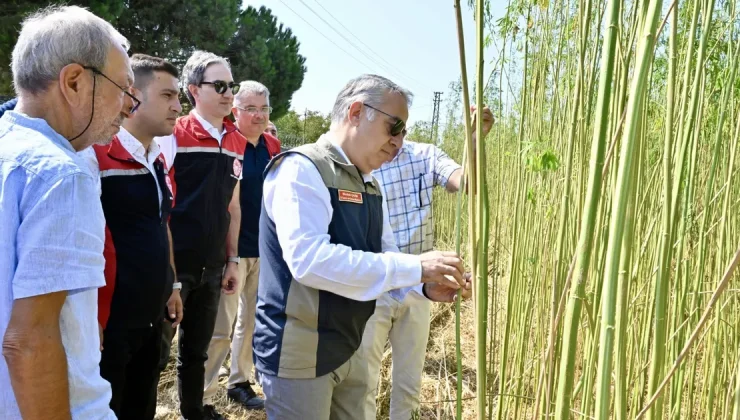 İzmir’de izinli yetiştirilen kenevire ilk hasat