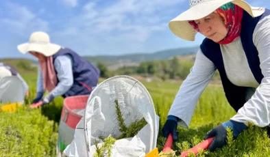 Kocaeli’de biberiye hasadı başladı