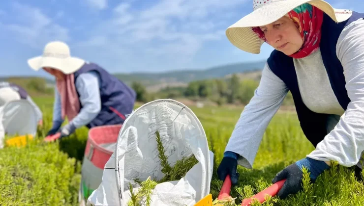 Kocaeli’de biberiye hasadı başladı