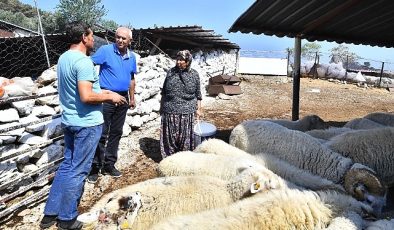 Merasız kalan hayvanlar yem desteğiyle yaşama tutundu Büyükşehir yangından etkilenen köylerin yaralarını sarıyor