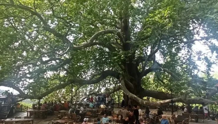 Tarihi İnkaya Çınarı turistler tarafından yoğun ilgi görüyor