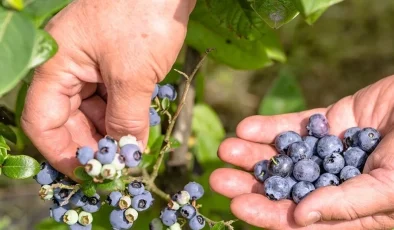 Tropikal meyve ihracatı yüzde 12 arttı