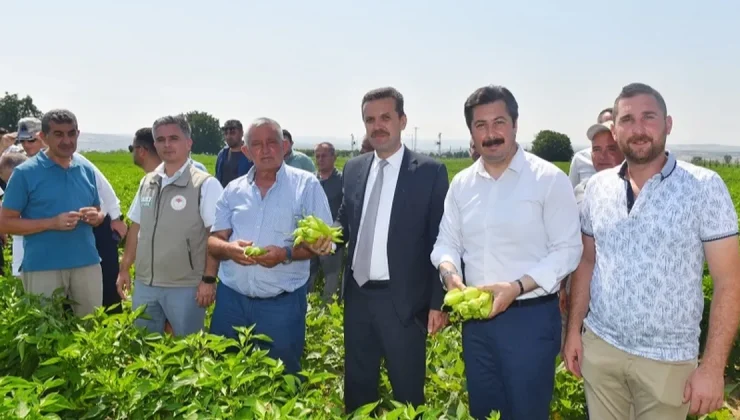 Yenişehir Biberi’nin marka değeri artacak