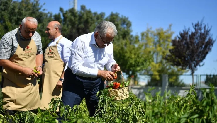 Başkan Büyükkılıç, organik ürünleri elleriyle topladı, yemek pişirdi