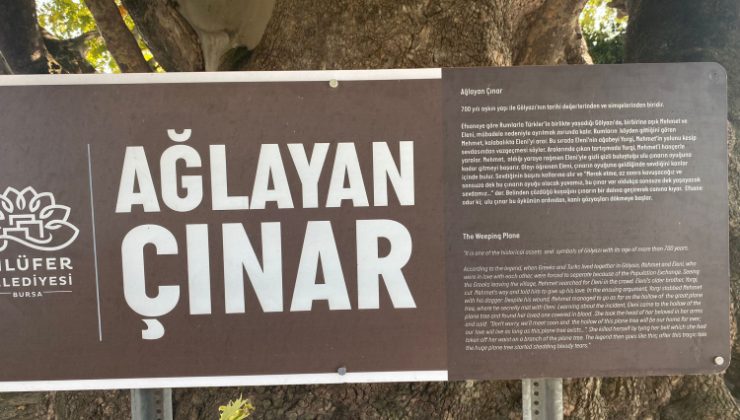 Bursa'da gözyaşı akıtan Çınar, turistlerin ilgi odağı