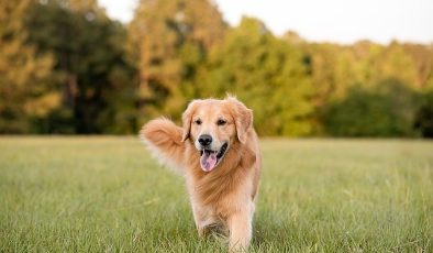 Boehringer Ingelheim’dan Köpeklerin Her Yaş Döneminde Sağlık ve Mutlulukları İçin Bilgilendirme: “İnsanlar gibi köpeklerin de ihtiyaçları yaşlarına göre değişiyor”