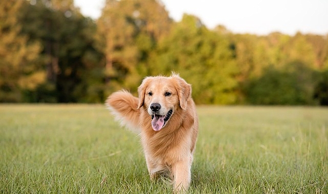 Boehringer Ingelheim’dan Köpeklerin Her Yaş Döneminde Sağlık ve Mutlulukları İçin Bilgilendirme: “İnsanlar gibi köpeklerin de ihtiyaçları yaşlarına göre değişiyor”