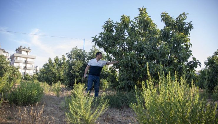 Büyükşehir’in Fide ve Fidan Destekleriyle Üretim ve Üretici Büyüyor