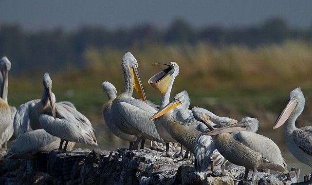 İzmir Gediz Deltası’nda Tepeli Pelikanlar için Yuva Platformu Kuruluyor.