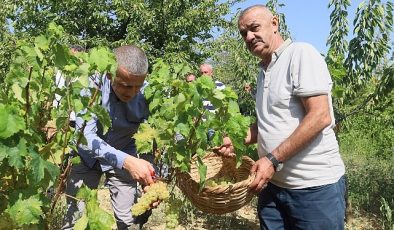 Lezzetiyle meşhur üzümlerin hasadına başlandı